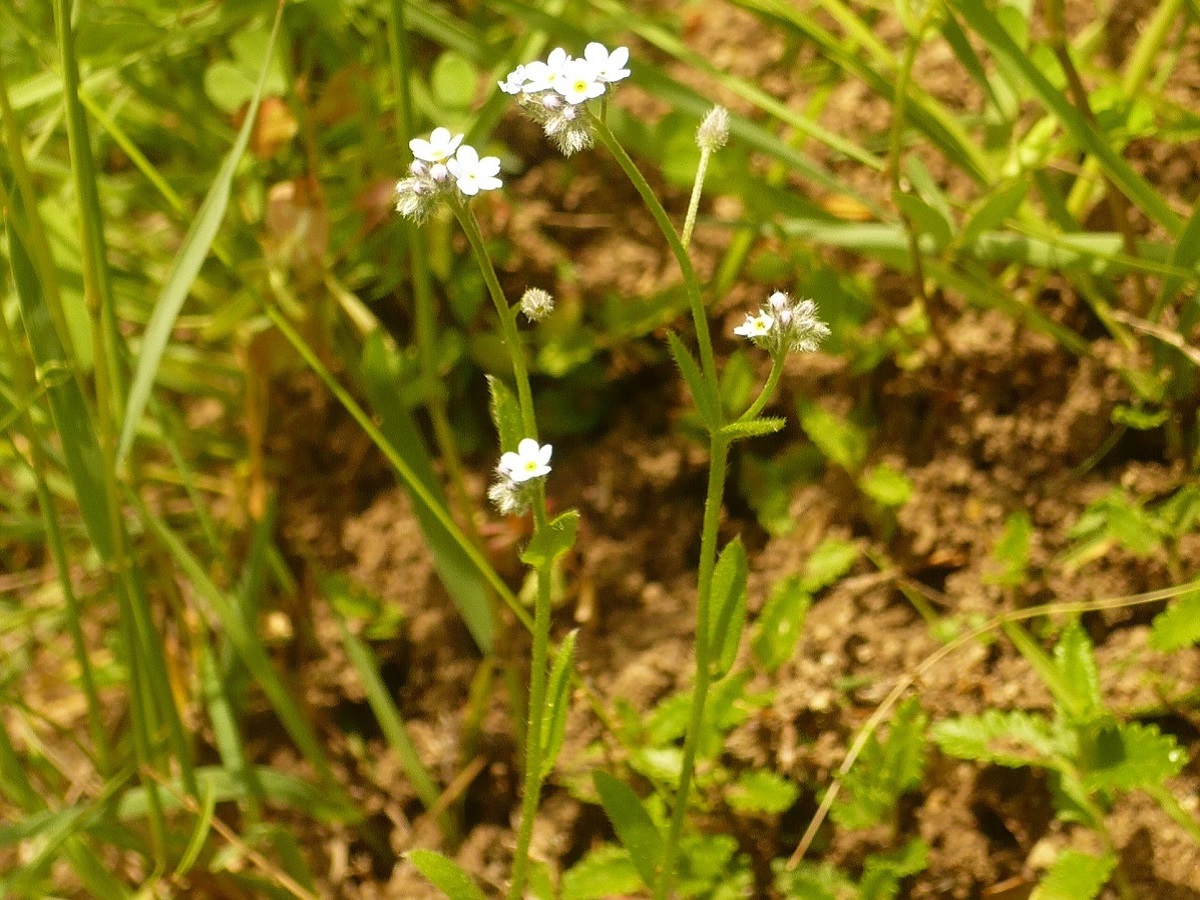 Myosotis arvensis (Boraginaceae)